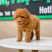 Poodle Toy - Màu Nâu (MS 12)