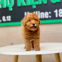 Poodle Toy - Màu Nâu (MS 12)