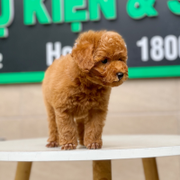 Poodle Toy - Màu Nâu (MS 12)