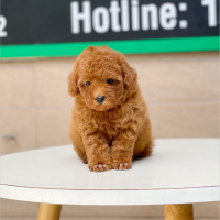 Poodle Toy - Màu Nâu (MS 13)