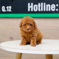 Poodle Toy - Màu Nâu (MS 13)