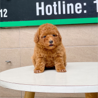 Poodle Toy - Màu Nâu (MS 13)