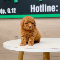 Poodle Toy - Màu Nâu (MS 13)