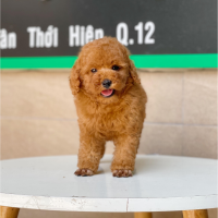 Poodle Toy - Màu Nâu (MS 07)