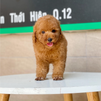 Poodle Toy - Màu Nâu (MS 07)