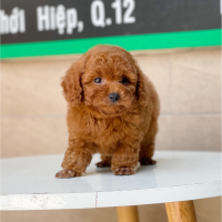 Poodle Toy - Màu Nâu (MS 08)
