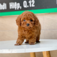 Poodle Toy - Màu Nâu (MS 08)