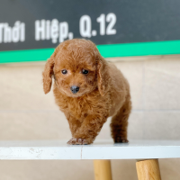 Poodle Toy - Màu Nâu (MS 09)