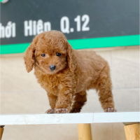 Poodle Toy - Màu Nâu (MS 09)
