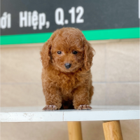 Poodle Toy - Màu Nâu (MS 09)