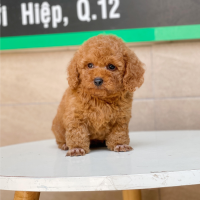 Poodle Toy - Màu Nâu (MS 10)