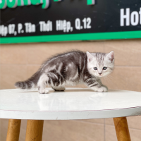 Anh Lông Ngắn - Màu Tabby Silver (MS 01)