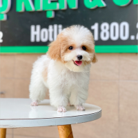 Poodle Tiny - Màu Bò Mơ (MS 02)