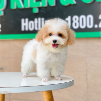 Poodle Tiny - Màu Bò Mơ (MS 02)