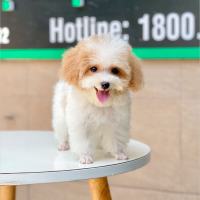 Poodle Tiny - Màu Bò Mơ (MS 02)