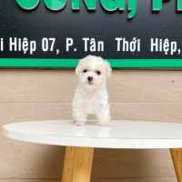 Poodle Tiny - Màu Trắng & Kem (MS 02)