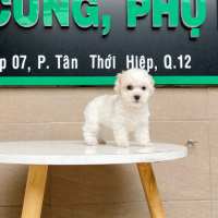 Poodle Tiny - Màu Trắng & Kem (MS 02)
