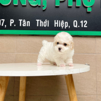 Poodle Tiny - Màu Trắng & Kem (MS 01)