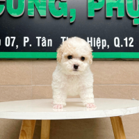 Poodle Tiny - Màu Trắng & Kem (MS 01)