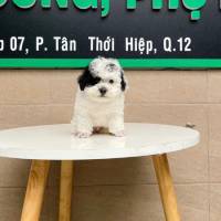Poodle Tiny - Màu Bò Sữa (MS 02)