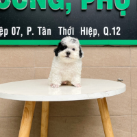 Poodle Tiny - Màu Bò Sữa (MS 02)