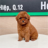 Poodle Tiny - Màu Nâu (MS 02)
