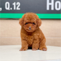 Poodle Tiny - Màu Nâu (MS 02)