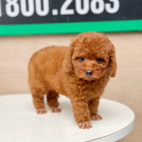 Poodle Tiny - Màu Nâu (MS 03)