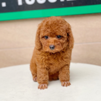 Poodle Tiny - Màu Nâu (MS 03)