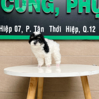 Poodle Toy - Màu Bò Sữa (MS 01)
