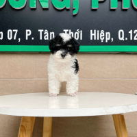 Poodle Toy - Màu Bò Sữa (MS 01)