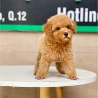 Poodle Toy - Màu Mơ (MS 03)