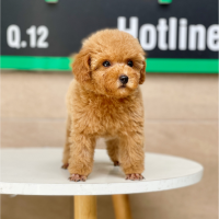 Poodle Toy - Màu Mơ (MS 03)