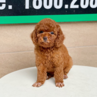 Poodle Toy - Màu Nâu (MS 01)