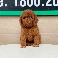 Poodle Toy - Màu Nâu (MS 01)