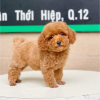 Poodle Toy - Màu Nâu (MS 02)