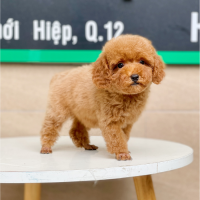 Poodle Toy - Màu Nâu (MS 02)