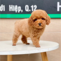 Poodle Toy - Màu Nâu (MS 02)
