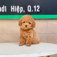 Poodle Toy - Màu Nâu (MS 03)