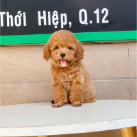 Poodle Toy - Màu Nâu (MS 03)