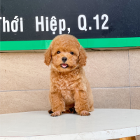 Poodle Toy - Màu Nâu (MS 03)