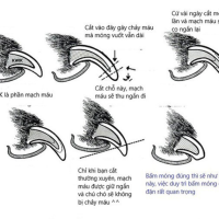 Letrungpet - Kìm Cắt & Dũa Móng (Cán Cong)