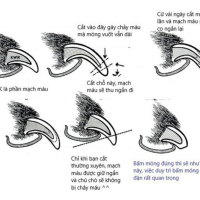 Letrungpet - Kìm Cắt & Dũa Móng (Cán Thẳng)