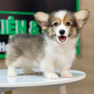 Corgi Lông Dài - Màu Tricolor (MS 01)