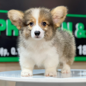 Corgi Lông Dài - Màu Tricolor (MS 02)