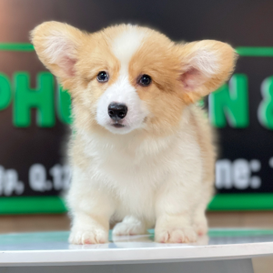 Corgi Lông Dài - Màu Vàng (MS 05)