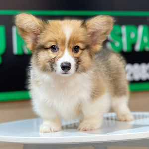 Corgi Lông Dài - Màu Vàng (MS 07)