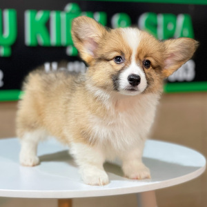 Corgi Lông Dài - Màu Vàng (MS 08)