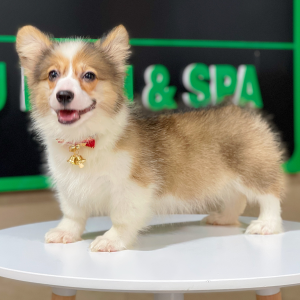 Corgi Lông Dài - Màu Vàng (MS 09)