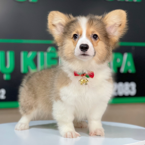 Corgi Lông Dài - Màu Vàng (MS 10)